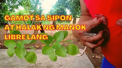 gamot sa halak ng manok tablet|Health Tips: Pra sa Sipon, Halak , .